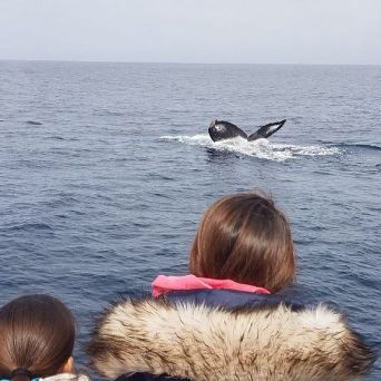 A whale in the water