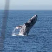 A whale jumping out of the water